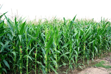 green corn field landscape in Thailand