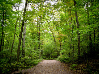 Obraz premium Path through trees