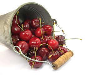 Süßkirschen, Prunus avium, Ernte