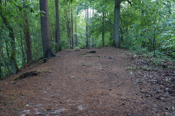 Waldweg