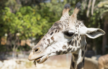 Portrait of a giraffe close up. Giraffe chewing grass.
