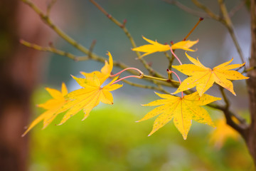 Colorful Maple Leaves in Autumn
