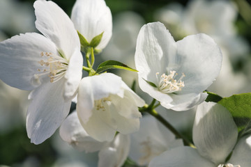 Fototapeta na wymiar The flowering period of jasmine, macro
