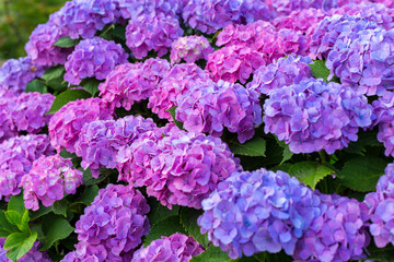 Fototapeta premium 紫陽花