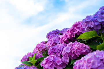 紫陽花