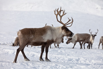 Group of caribou