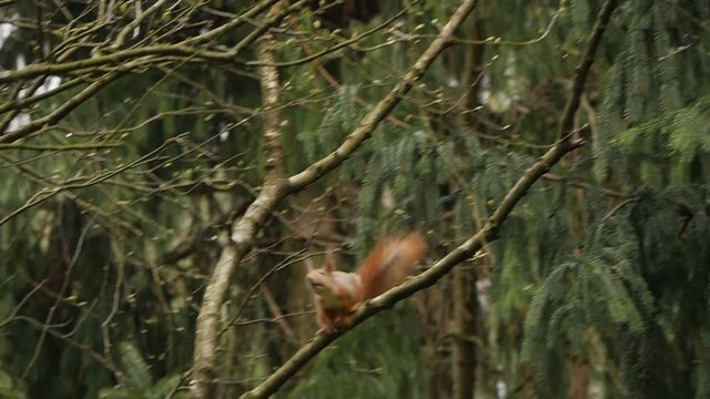 squirrel jumping in forest slow motion
