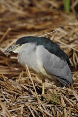 Black-crowned night heron
