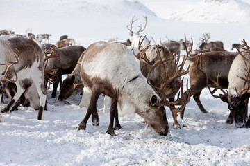 Group of caribou