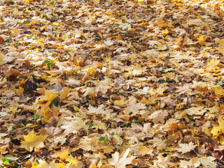 fallen autumn leaves