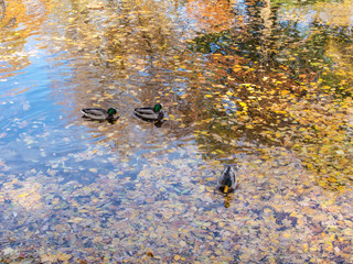 autumn water with ducks