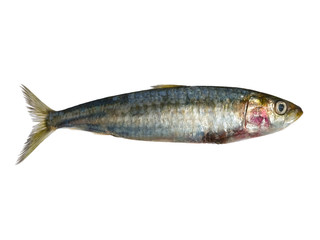 Sardine
