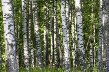 Fototapeta premium Letni słoneczny las z brzozami