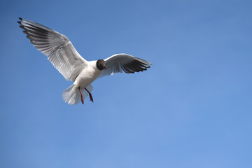 Obraz premium Möwe - Vogel