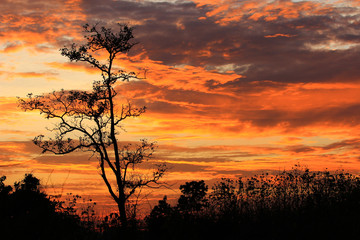 sunset sky with tree in front background in Thailand
