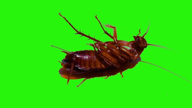 Cockroaches on isolated green screen