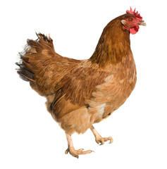 Brown hen isolated on white