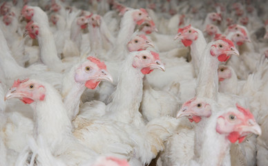 Chickens. Poultry farm