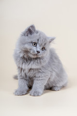 Cute little kitten is sitting on a gray background