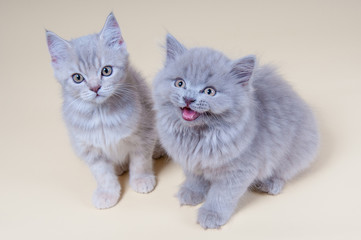 Naklejka na ściany i meble Cute little kittens funny is sitting on a gray background