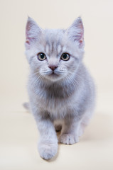 Cute little kitten is sitting on a gray background
