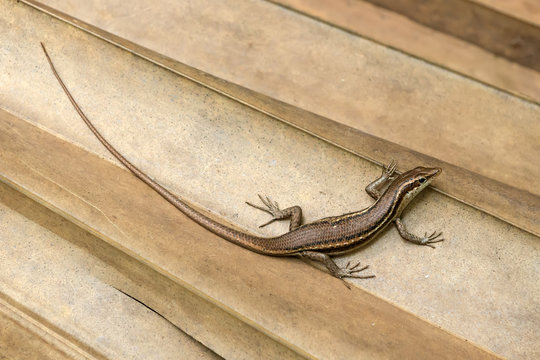 Trachylepis Seychellensis endemic species also called seychelles skink or Mabuya