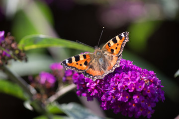 Purple butterfly
