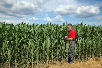 Naklejka na ściany i meble Farmer or agronomist inspect corn field using tablet