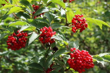 Ripe red elderberry (Sambucus racemosa) berries in the summer forest