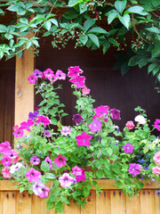 Fototapeta premium Wooden summer cottage terrace with blooming cultivar Petunia flowers