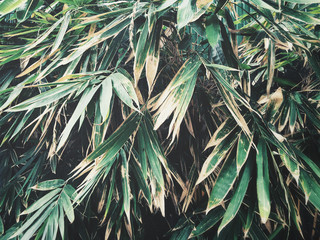 Bamboo leaves