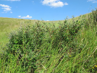 Dark-fruited cotoneaster (Cotoneaster melanocarpus) on the ravine slope against a blue sky