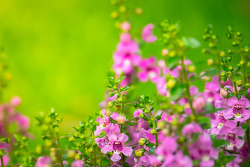 The background image of the colorful flowers