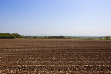 potato field with chalky soil