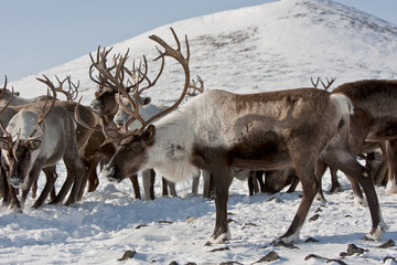 Group of caribou