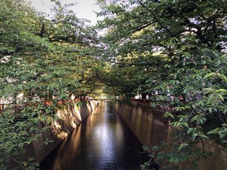 目黒川