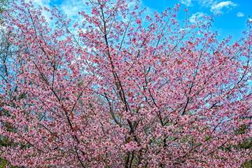Beautiful pink flowers of cherry on blue sky background