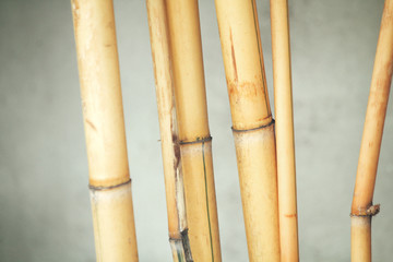 Bamboo