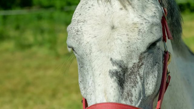 A white horse staring at the camera and looks direct.. red snaffle, Germany, 4K 3840 x 2160 UHD