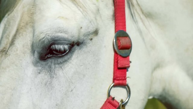 A white horse standing in front of camera and looks around.. An other horse in background, red snaffle,4K 3840 x 2160 UHD