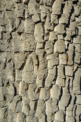 Old tree bark. Wooden texture.