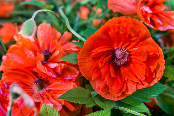 Red poppy flowers field.