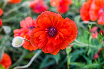 Red poppy flowers field.