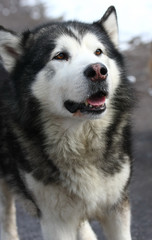 Fototapeta premium Portrait of Alaskan Malamute