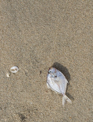 The deaf fish on the beach.