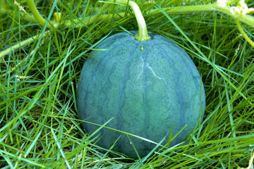 watermelon on the field