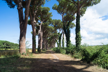 Fototapeta premium Baumallee