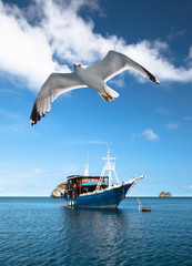 Seagull flying on old boat in Raja Ampad, Indonesia.