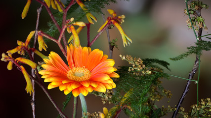 Gerbera Stacking Foto
