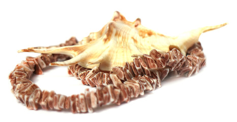 coral necklace, large shells coral beads